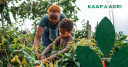 Profile picture for
            Kaap Agri Limited